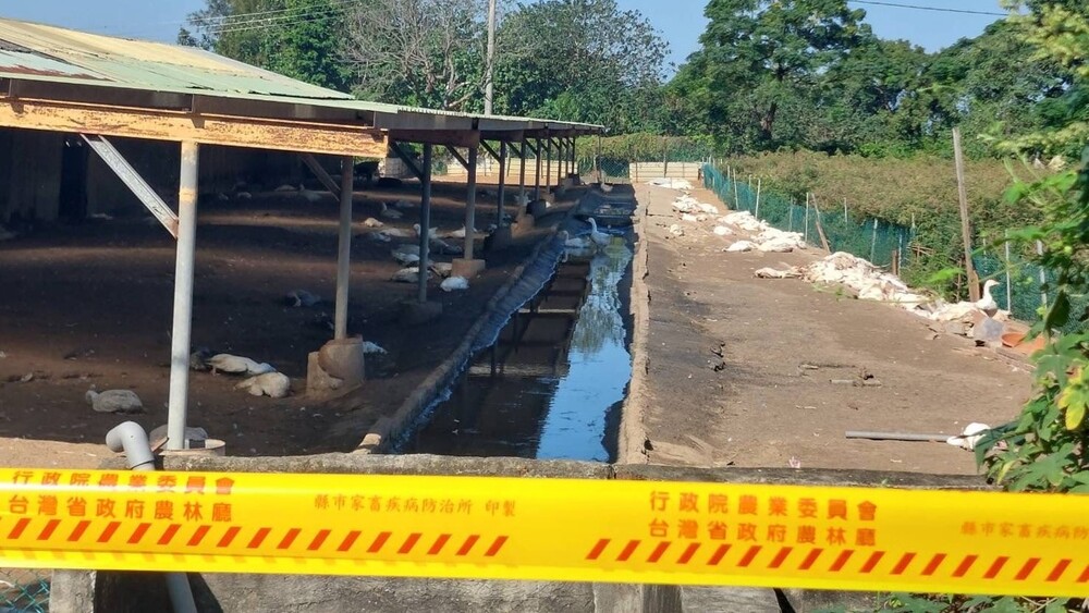 飼養場的白羅曼鵝，從11月24日開始發病，初期為零星死亡，但死亡數卻隨著時間攀高，訪視當天就有30隻鵝去世，累計死亡200隻。圖／苗栗縣動防所提供