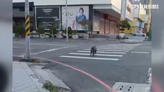疑繩索脫落出逃　屏東市區驚見山豬逛大街