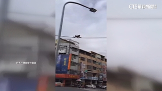 台南麻豆驚見獼猴「逛大街」　破壞紗窗又嚇鴿子