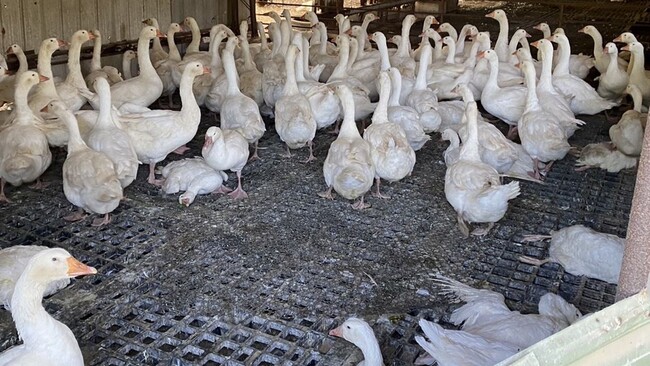 苗栗縣鵝場驚現首例「H5N1禽流感」　今撲殺1600隻鵝 | 華視新聞