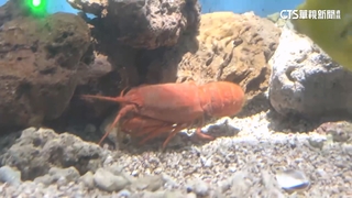 逆轉蝦生！　險遭吃下肚　「韋氏毛龍蝦」成海生館明星
