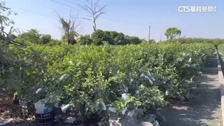 彰化情殺！不滿分手　男闖果園綁女砍25刀奪命