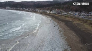 北海道海邊大量死魚！　專家分析遭追趕沖上岸