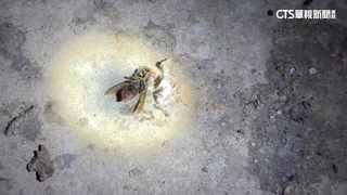 疑遭蜂螫失去呼吸心跳　新北老翁送醫救回一命