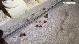 在家遭虎頭蜂螫　屋主昏迷急送醫搶回一命