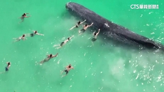 近距離接觸！　澳洲伯斯海灘罕見出現鯨魚