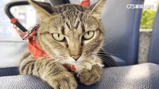 台東最萌「貓站長」換耶誕裝　可愛模樣超吸睛