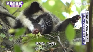 遊蕩犬問題日益嚴重　「犬殺」迫害野生動物