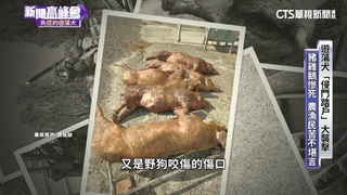 遊蕩犬「侵門踏戶」家禽畜慘死　農漁民苦不堪言