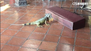 綠鬣蜥又來了！　闖天后宮拜拜　　屏東今年抓3.3萬隻創新高