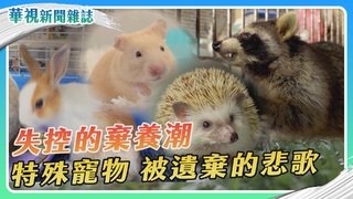 失控的棄養潮 特殊寵物被遺棄的悲歌｜華視新聞雜誌