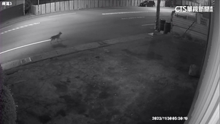 男控「土黃犬」竄出害摔　遭告老闆：我的狗是咖啡色