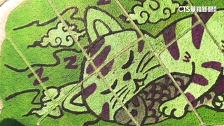 宣揚稻米　泰北農田3種稻米勾勒可愛「睡貓圖」