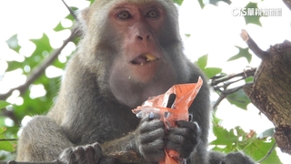 太魯閣驚見「獼猴大盜」　大膽闖車內掠奪食物