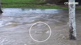 熱帶氣旋襲擊澳洲釀水災　鱷魚潛入人類活動區