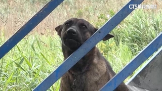 為狗叫聲反目暴力衝突　男被鄰居壓制身亡