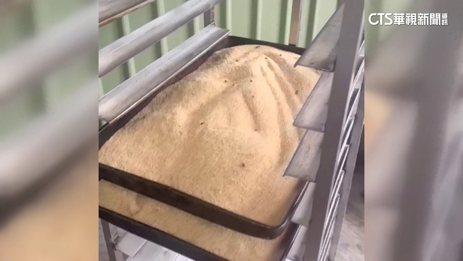 疑廁所旁烘焙　大賣場麵包供應商被爆蒼蠅滿天飛 | 華視新聞