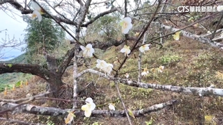 「梅」想到這麼快！　梅嶺梅花開3-4成　近10年最早