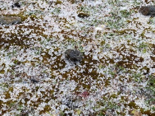 今晚明晨最冷！全台19縣市低溫特報 玉山北峰降下冰珠