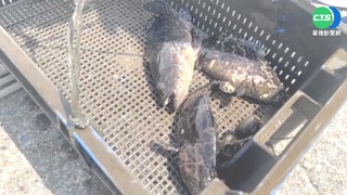 中宣布即日起解禁「台灣石斑魚」輸入！　國台辦重申九二共識、反台獨