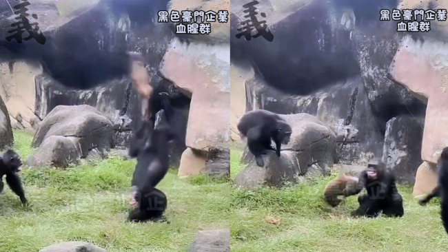白鼻心誤入黑猩猩展場 遭「爆打狂摔」致死　北市動物園回應：為保護家族安全 | 華視新聞