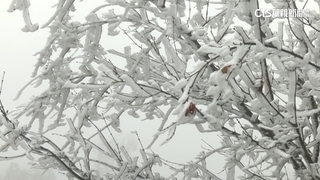 宜蘭太平山下雪如童話世界　思源埡口現霧淞美景