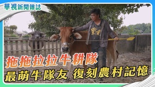最萌牛隊友 拖拖拉拉牛耕隊｜華視新聞雜誌