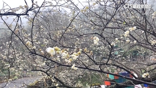 寒流低溫挾水氣　南投信義梅花提早開五成
