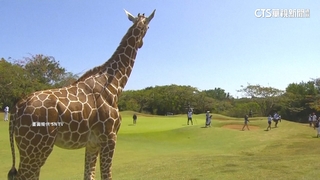 「伸長脖子」看高球　長頸鹿圍觀肯亞公開賽