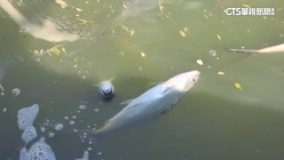 寒流襲雲林　10度低溫逾1萬台斤虱目魚被凍死