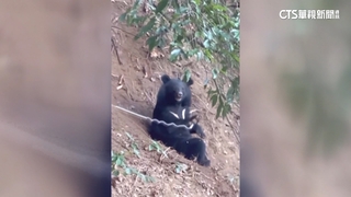 台灣黑熊誤中陷阱「彈簧吊」　已受困1天恐截肢