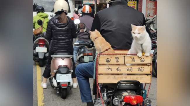 後座載「2萌貓」兜風 引1.5萬人朝聖　網歪樓：很危險 害我遲到 | 華視新聞
