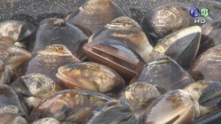 天冷吃鍋注意！　蛤蜊「開殼」不等於熟了　食藥署揭1時機