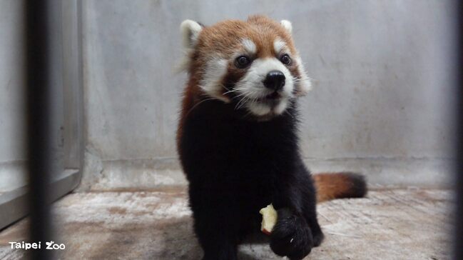 日本小貓熊「未來」抵台北動物園！ 最快明年4月亮相 | 華視新聞