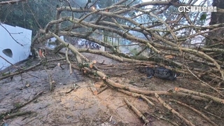 南投地理中心碑樹倒壓人　晨運民眾4傷送醫