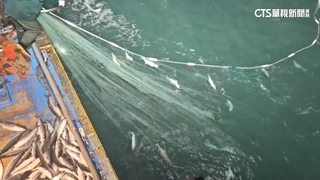 彰化父子1天捕獲2萬尾烏金！　800萬年終入袋