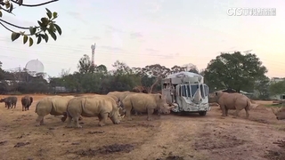 遊樂園出招吸客！　民眾搭巴士迎日出「犀牛」作伴