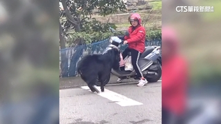 新北黑羊馬路亂竄「頭頂機車」　動保處：可開罰飼主