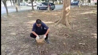 嘉縣表演藝術中心傳毒狗　法國鬥牛犬1死1命危