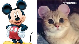 中國瘋寵物整形「米老鼠耳」　專家批：不人道.易感染