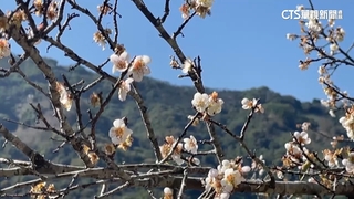 南投信義梅花盛開　人潮爆.違停多　光會車塞20分鐘