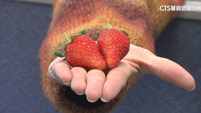 挑草莓不是「愈大愈好」　農糧署教草莓挑選、保存小撇步 | 華視新聞