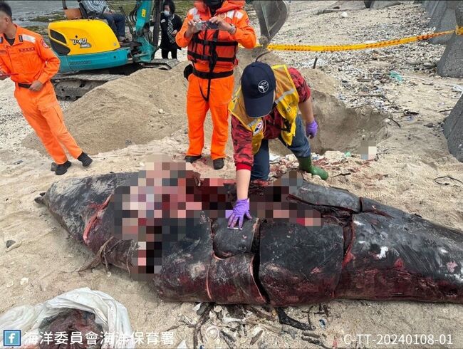 綠島稀有鯨豚遭割肉！海保署祭破案獎勵金最高20萬 | 華視新聞