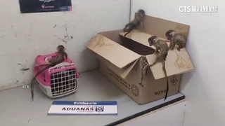 智利當局查獲走私　男背包塞5隻小猴子欲闖關