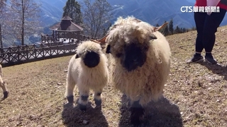 清境笑笑羊母嬰見客　「羔羊跪乳」萌翻遊客