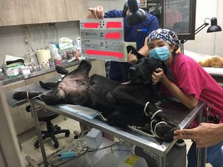 新北市犬貓絕育補助開放申請！最高補助2000元