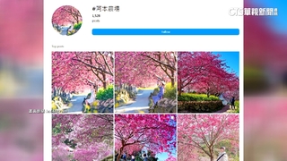 網美也愛！南投水里櫻花園開放賞夜櫻　限定40人/日