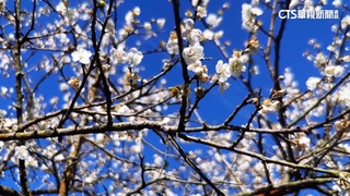 冷空氣接連報到催花開　櫻.梅爭艷綻放美不勝收