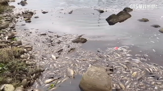 廠區管線破鹽酸外洩　大堀溪上萬魚屍　科慕：配合調查