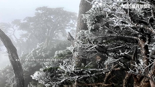 美極了！　北大武山迎霧淞　銀白世界超夢幻